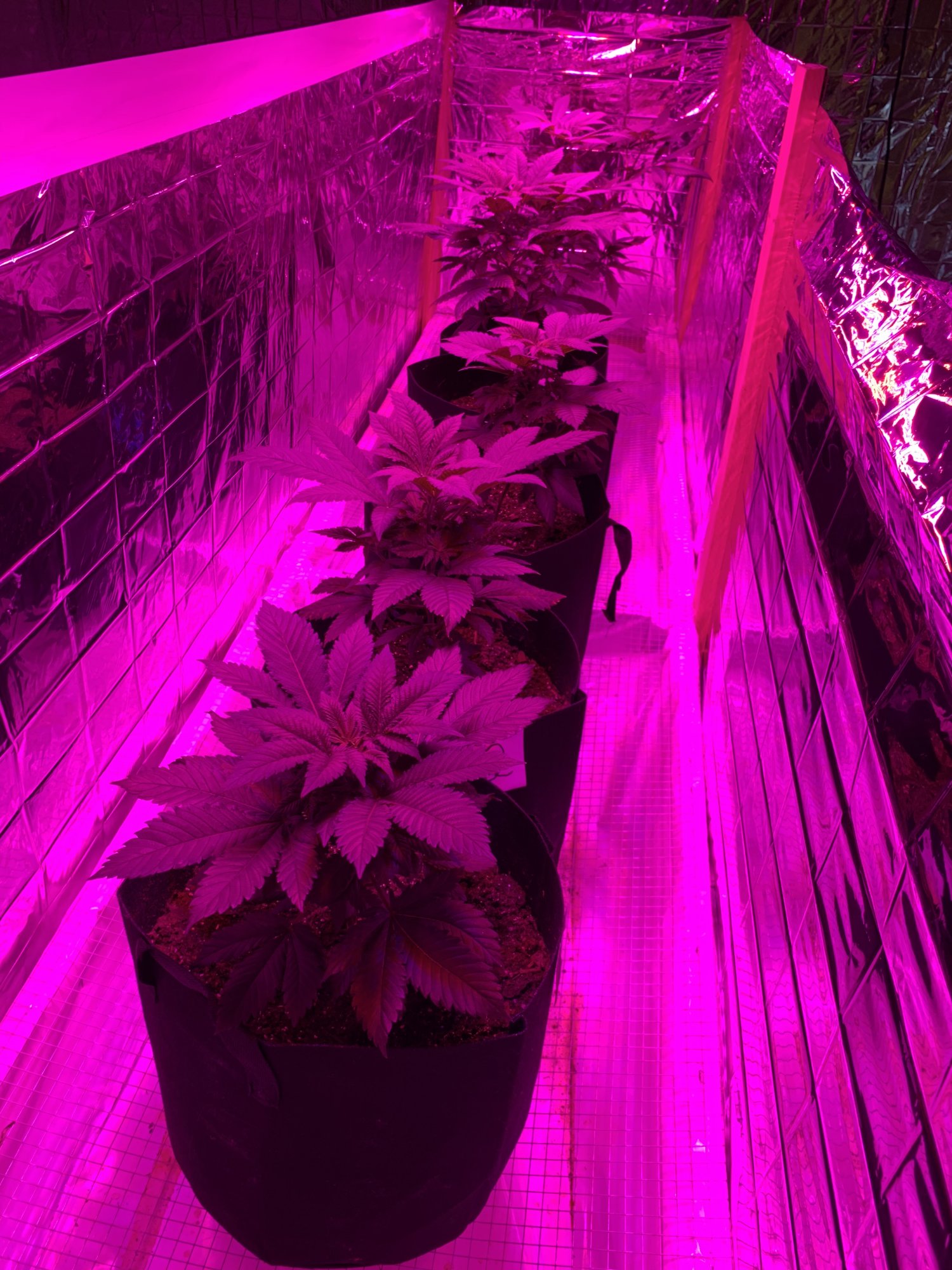 White widow leaves with orangishyellow spotting  help 3