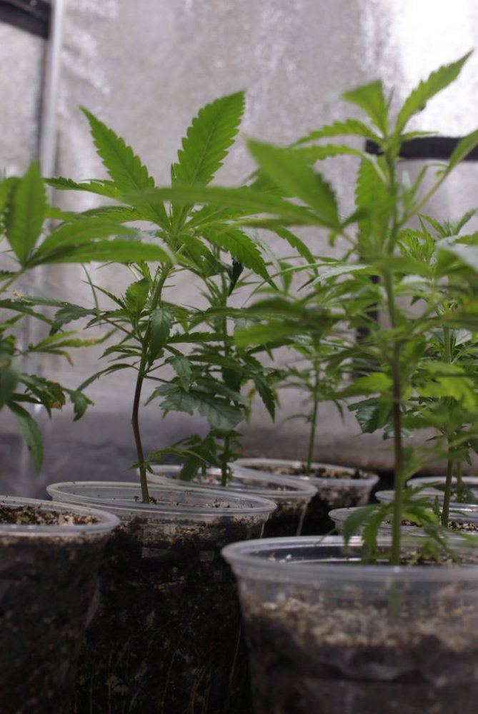 White widow max annihilation 3
