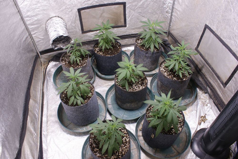 White widow max annihilation 5