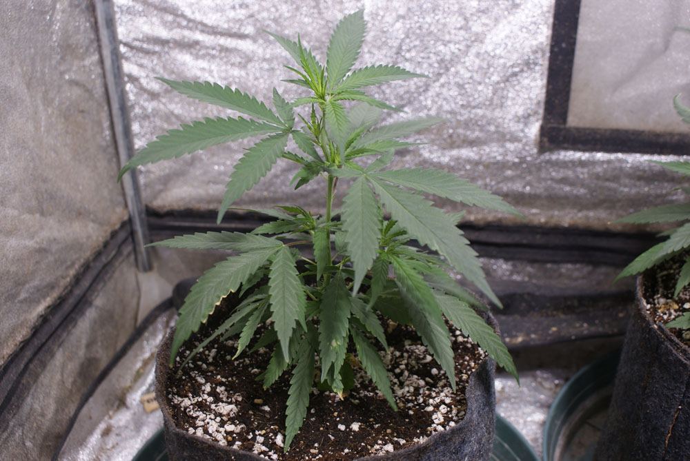 White widow max annihilation 6