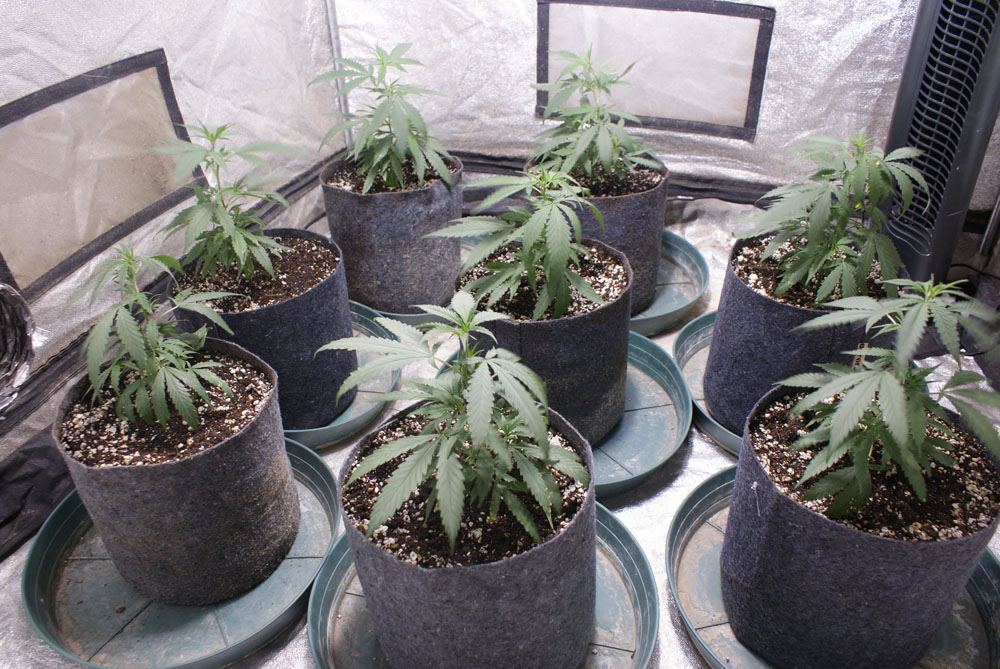 White widow max annihilation 7