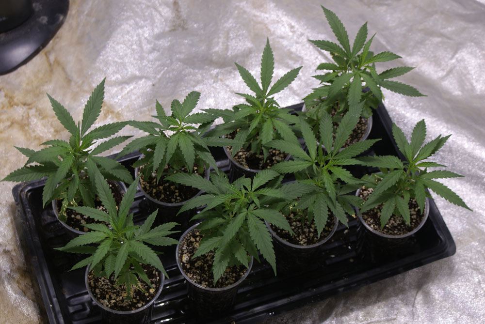 White widow max annihilation