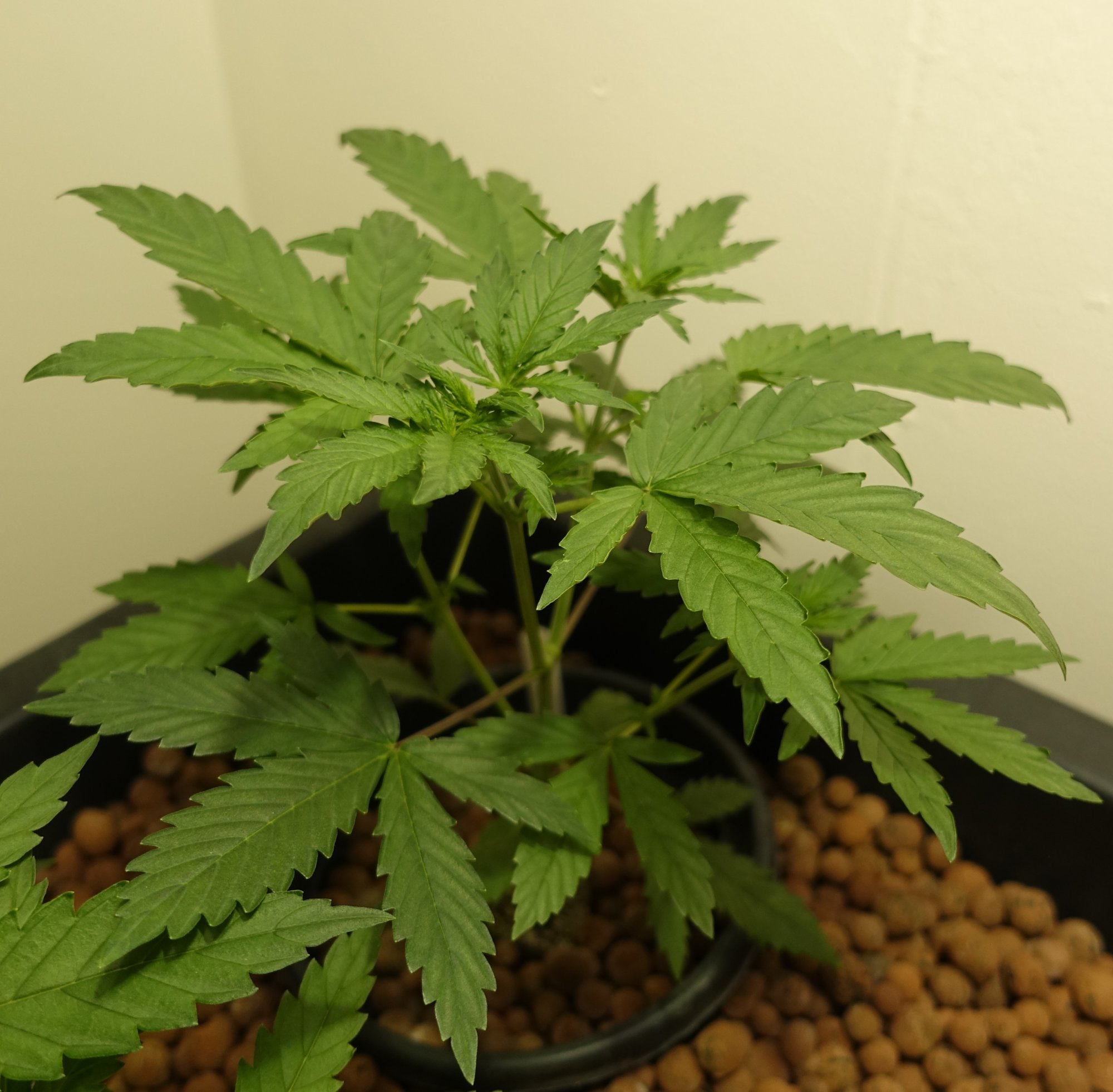 White Widow w4