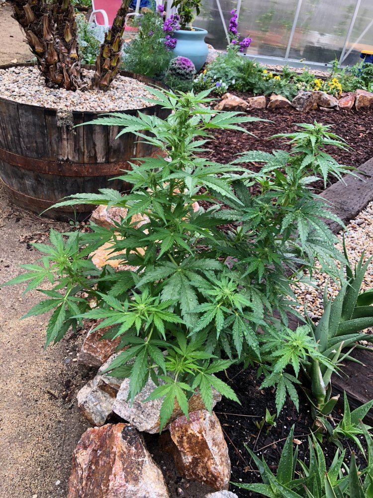 White widow x super auto 10