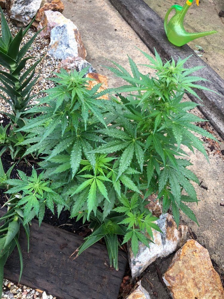 White widow x super auto 11