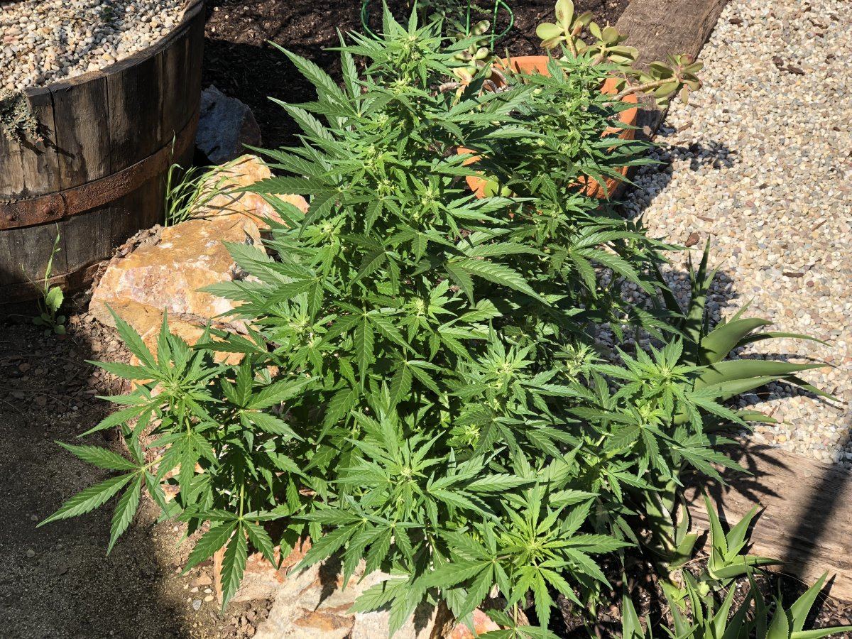 White widow x super auto 12