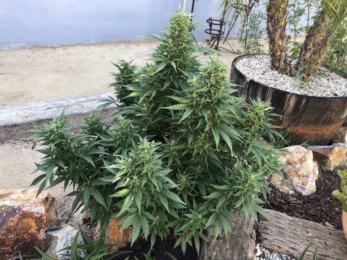 White widow x super auto 13