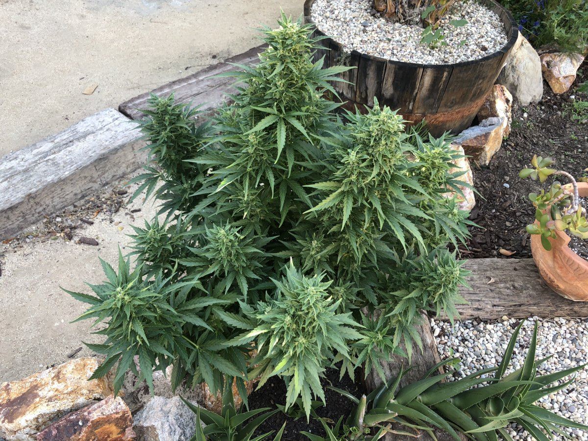 White widow x super auto 14