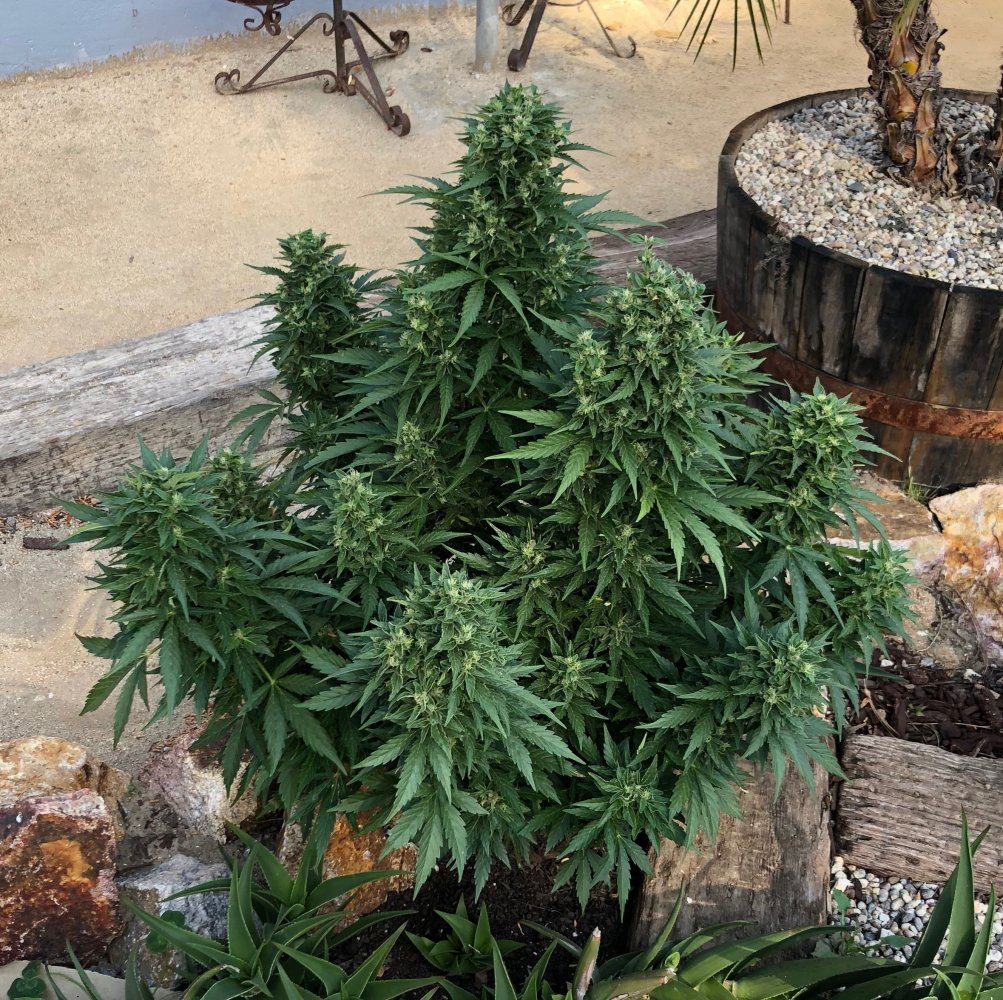 White widow x super auto 15