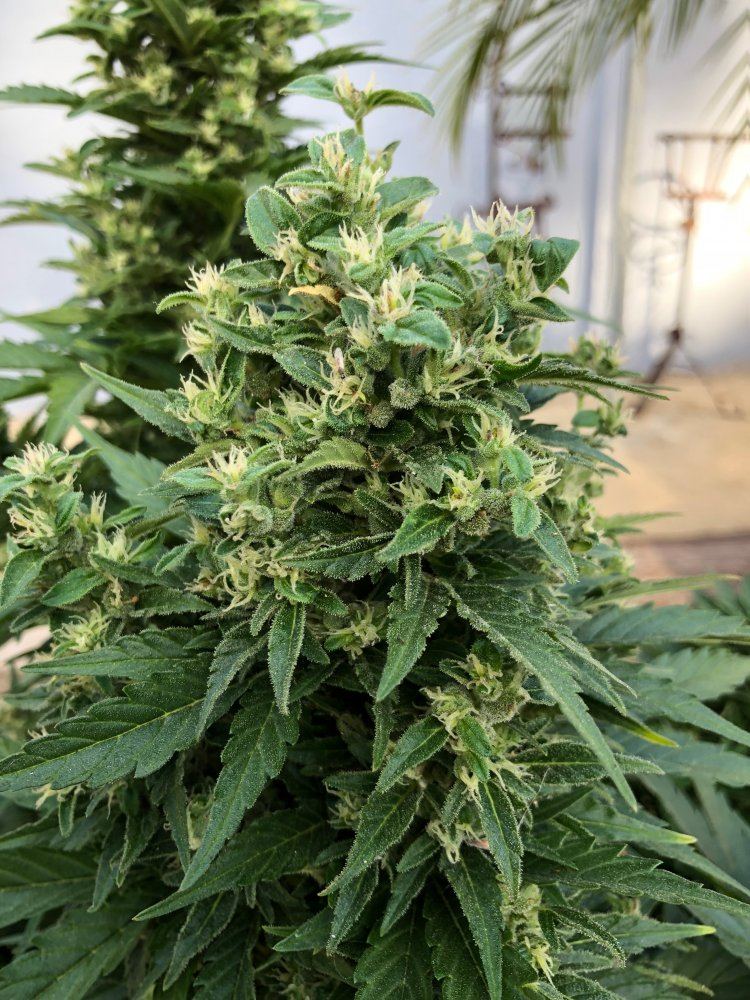 White widow x super auto 16