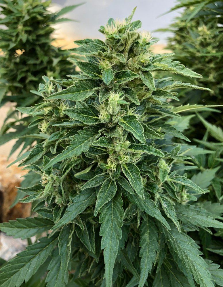 White widow x super auto 17