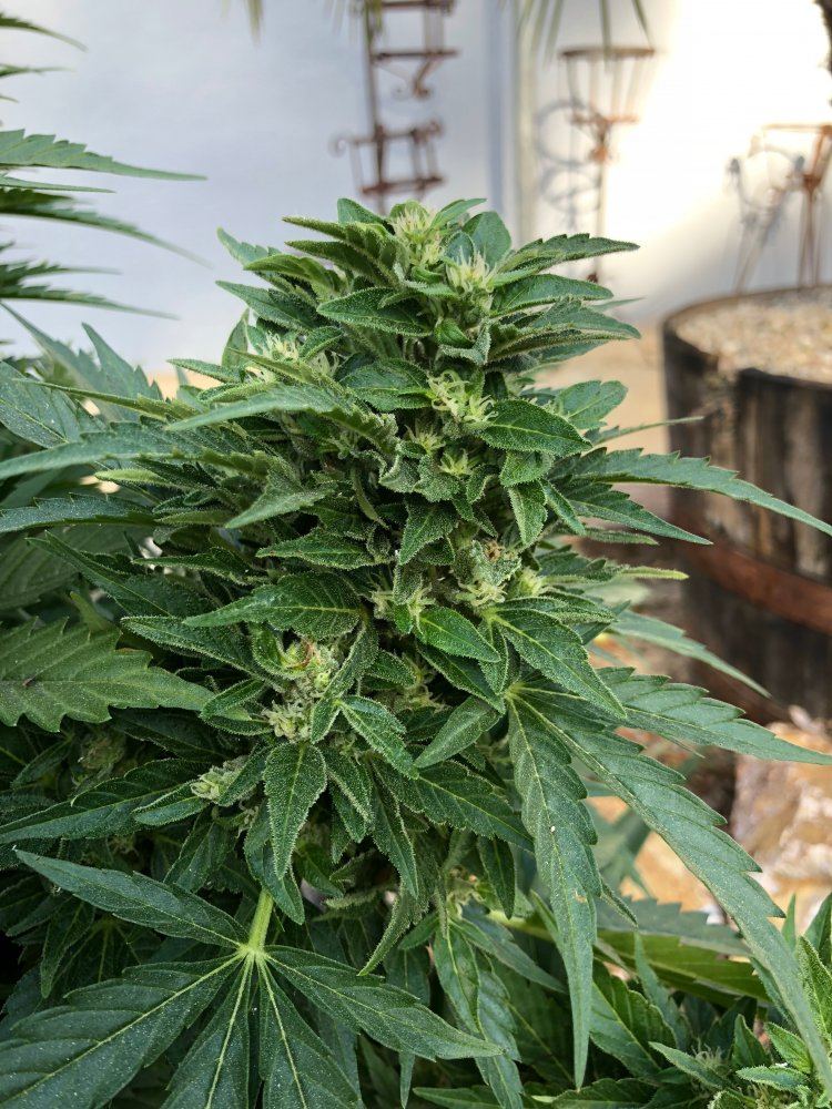 White widow x super auto 18