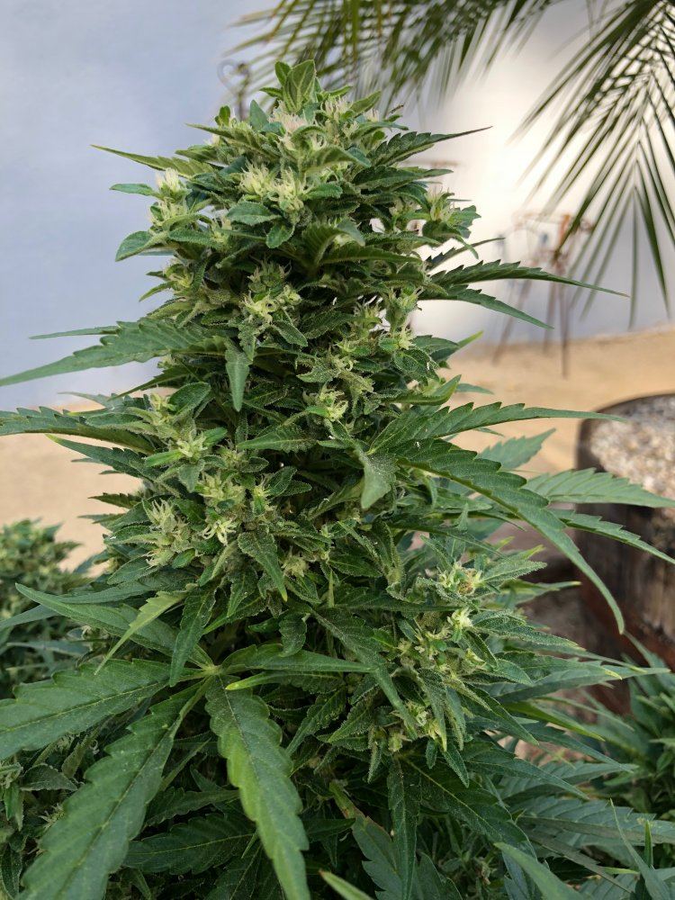White widow x super auto 19