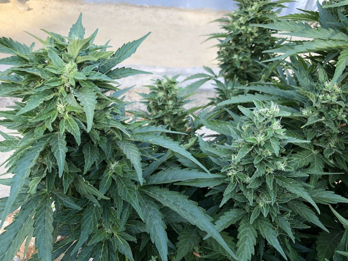 White widow x super auto 20