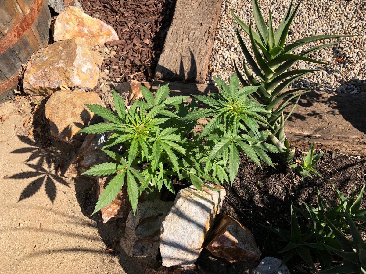 White widow x super auto 3
