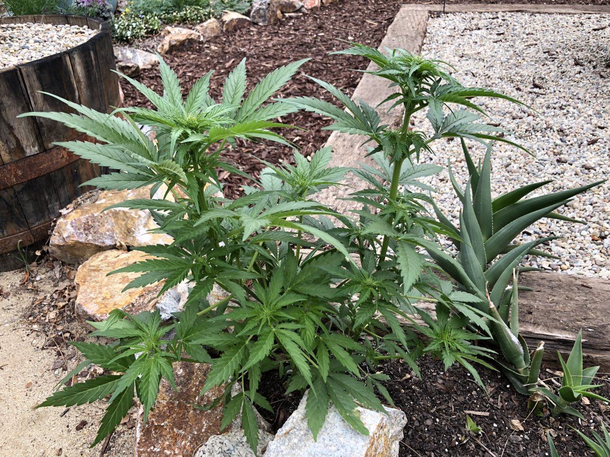 White widow x super auto 5