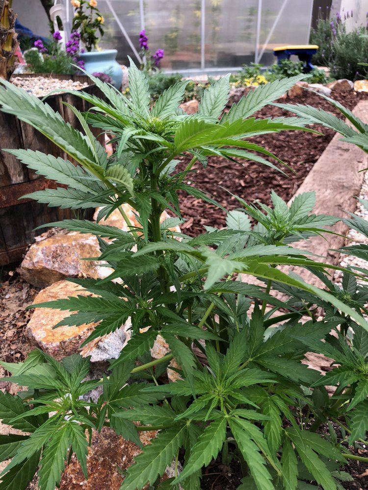White widow x super auto 7