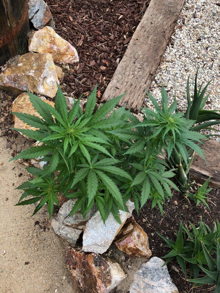White widow x super auto 8