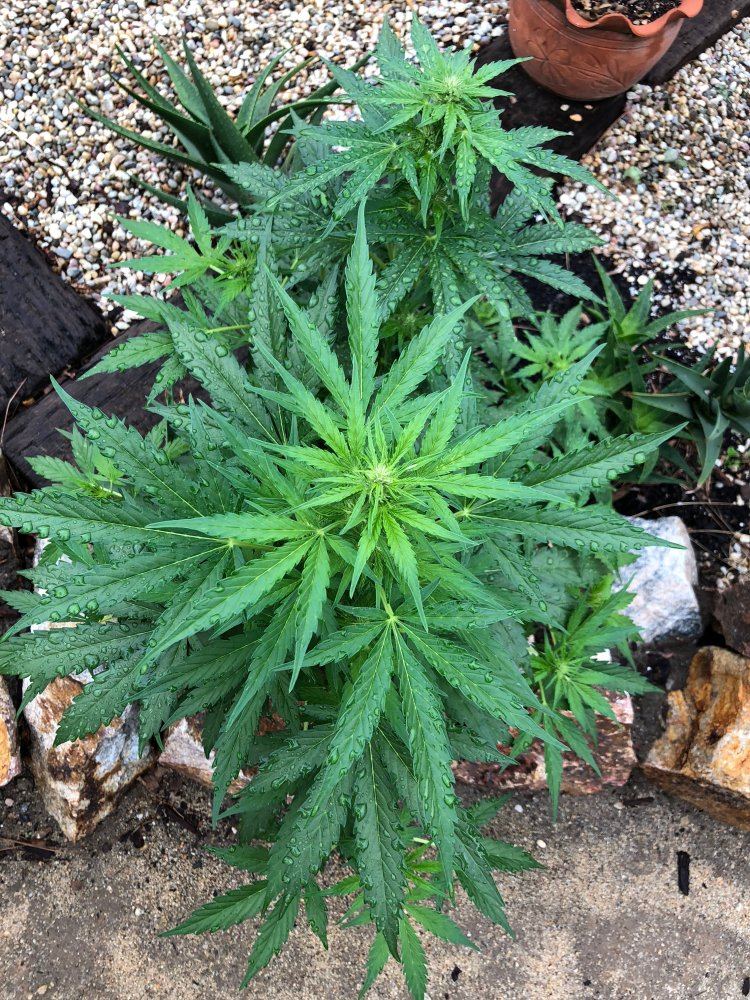 White widow x super auto 9