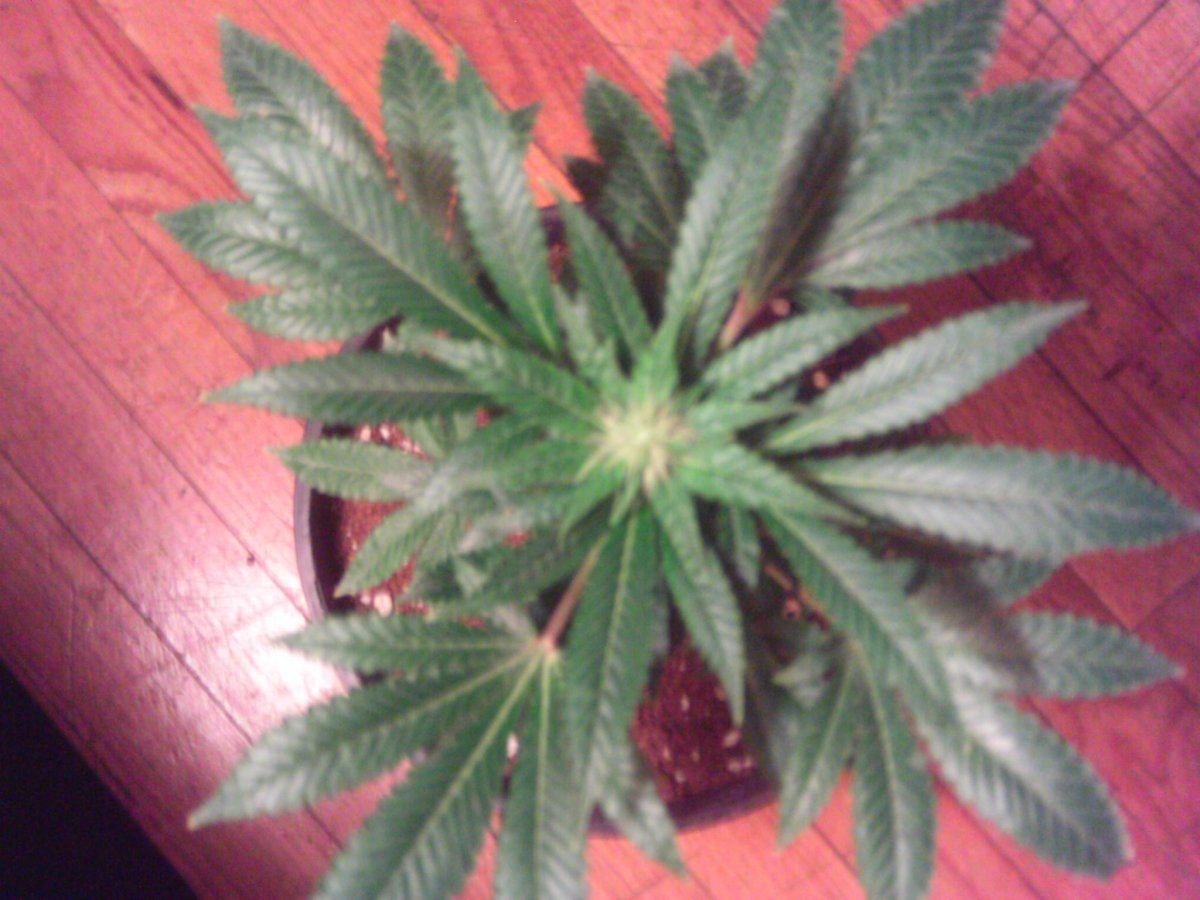 White Widow3weeks