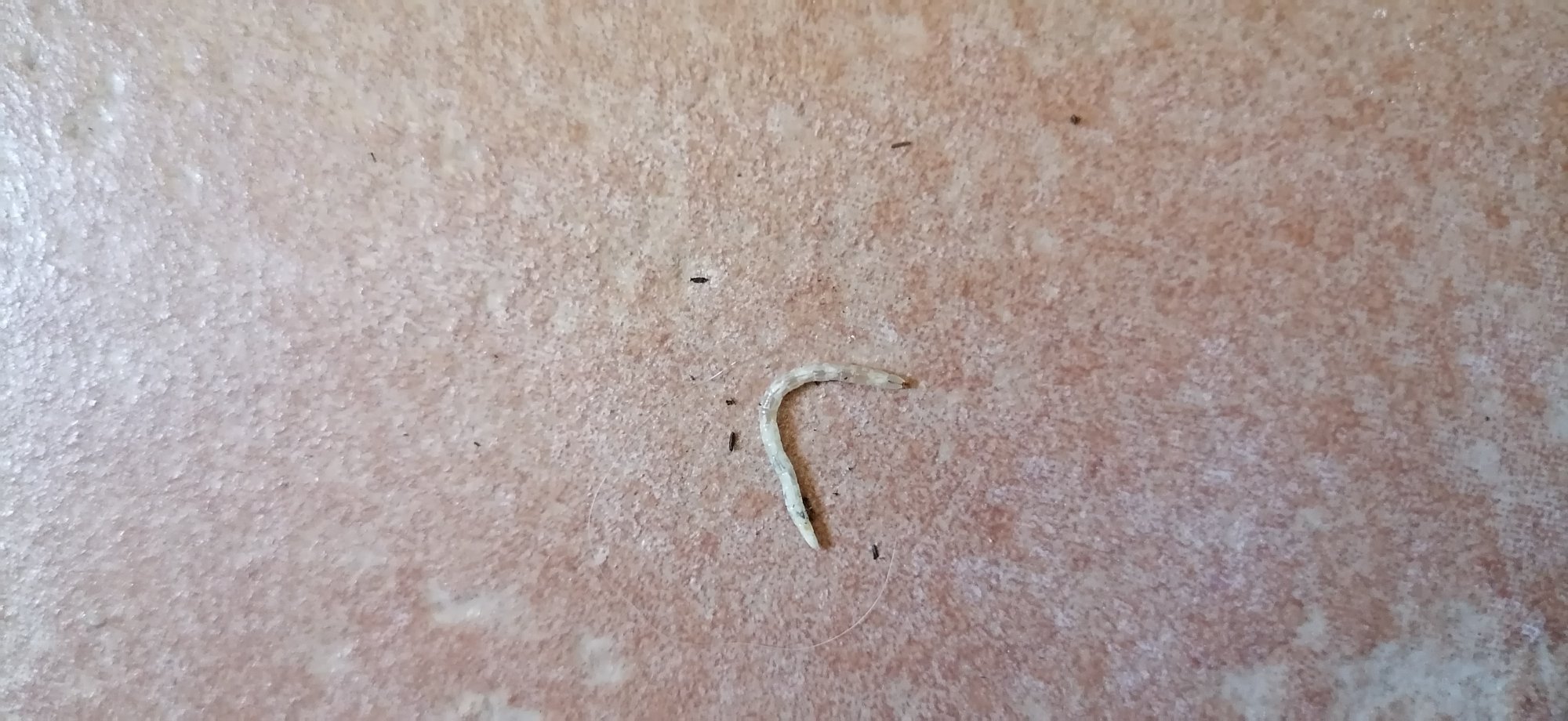 White worms on soilgood or bad