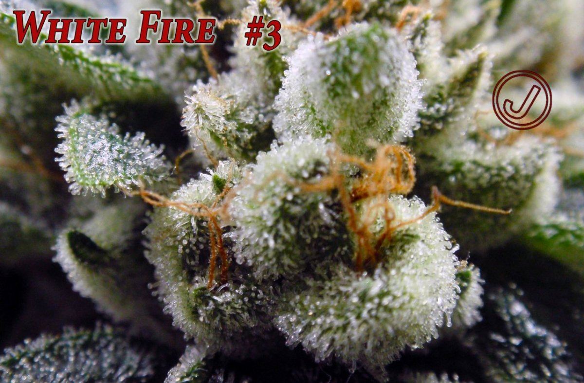White fire 2