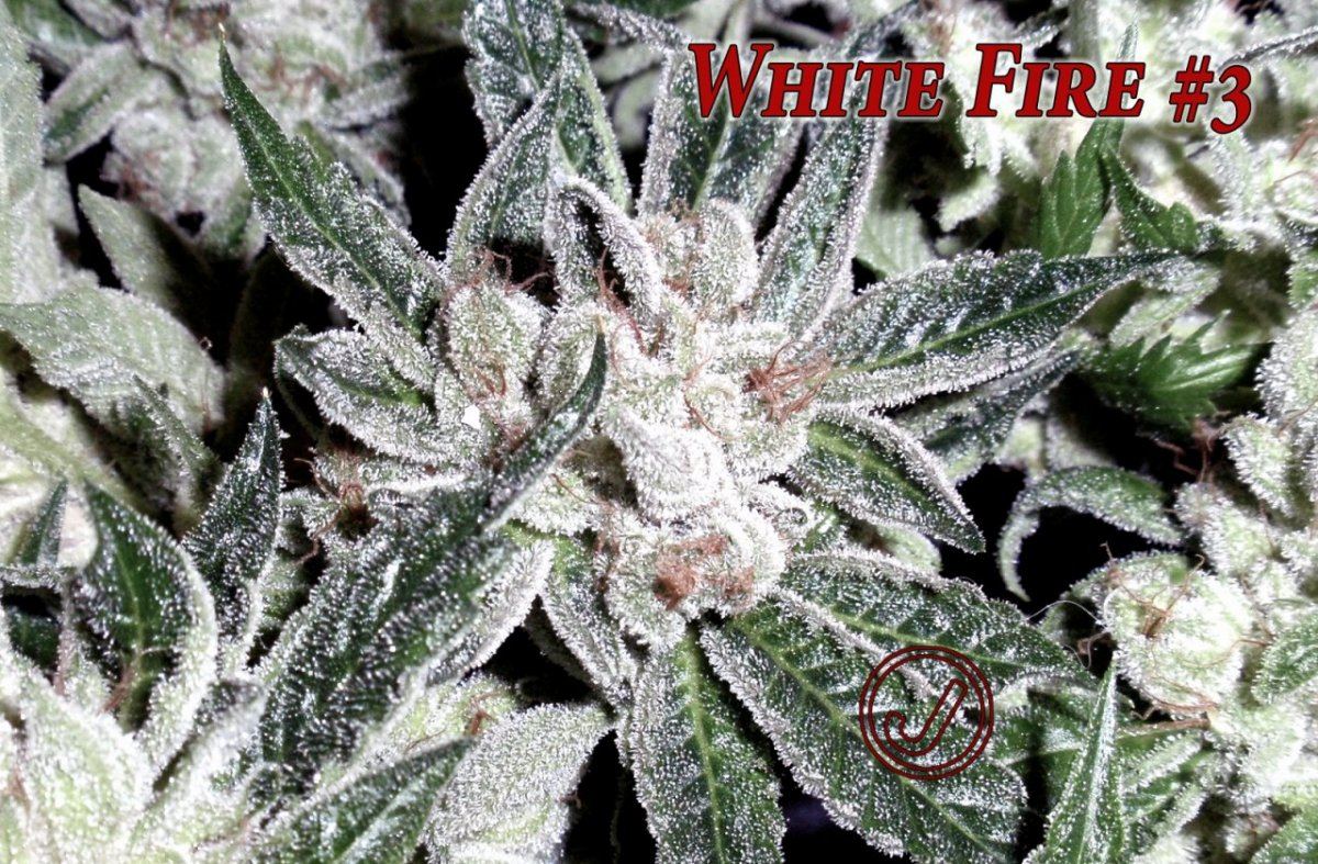 White fire 5