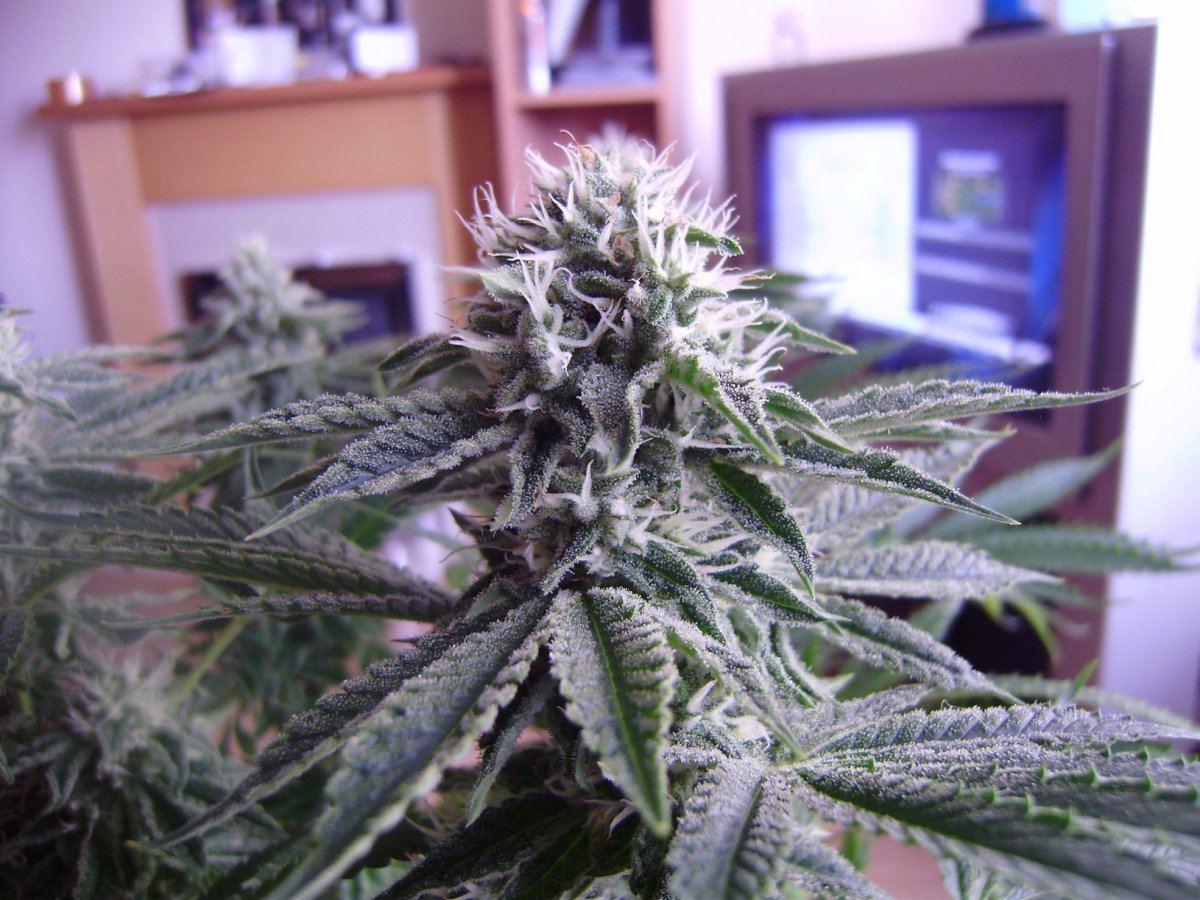 Whiteberry