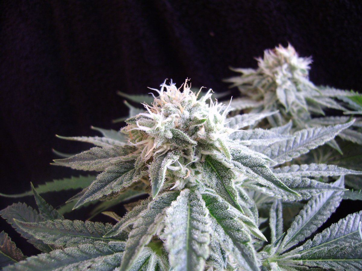 Whiteberry