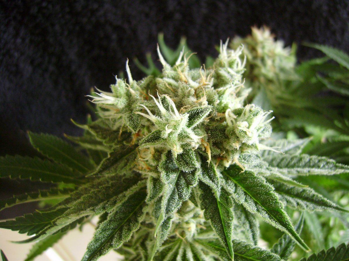 Whiteberry
