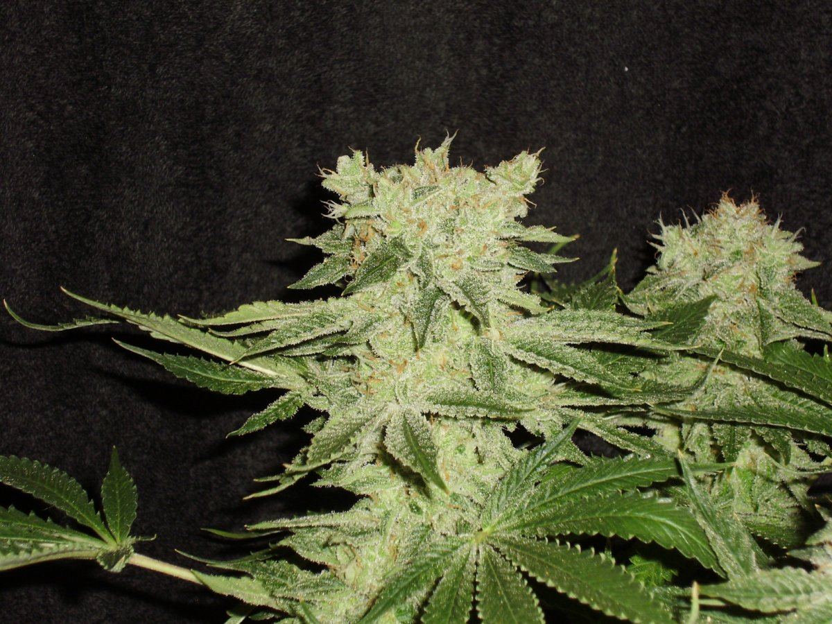Whiteberry