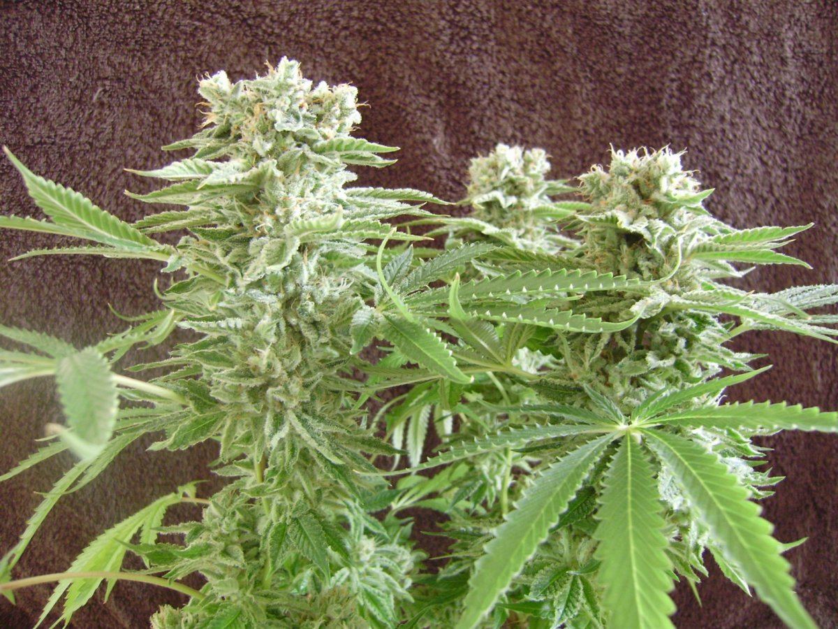 Whiteberry
