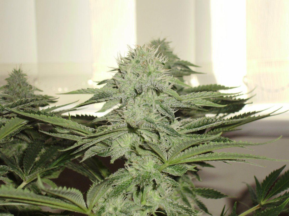 Whiteberry1