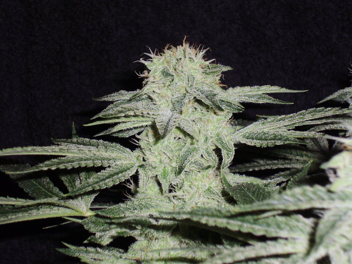 Whiteberry1
