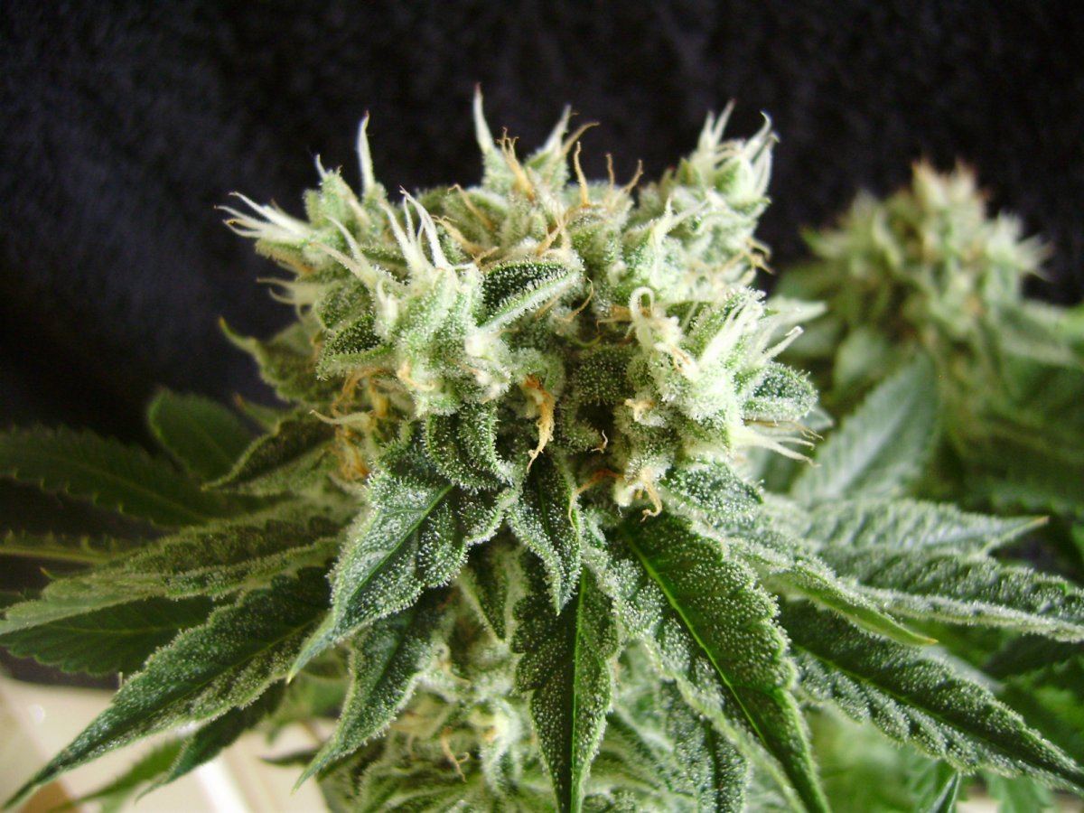 Whiteberry1