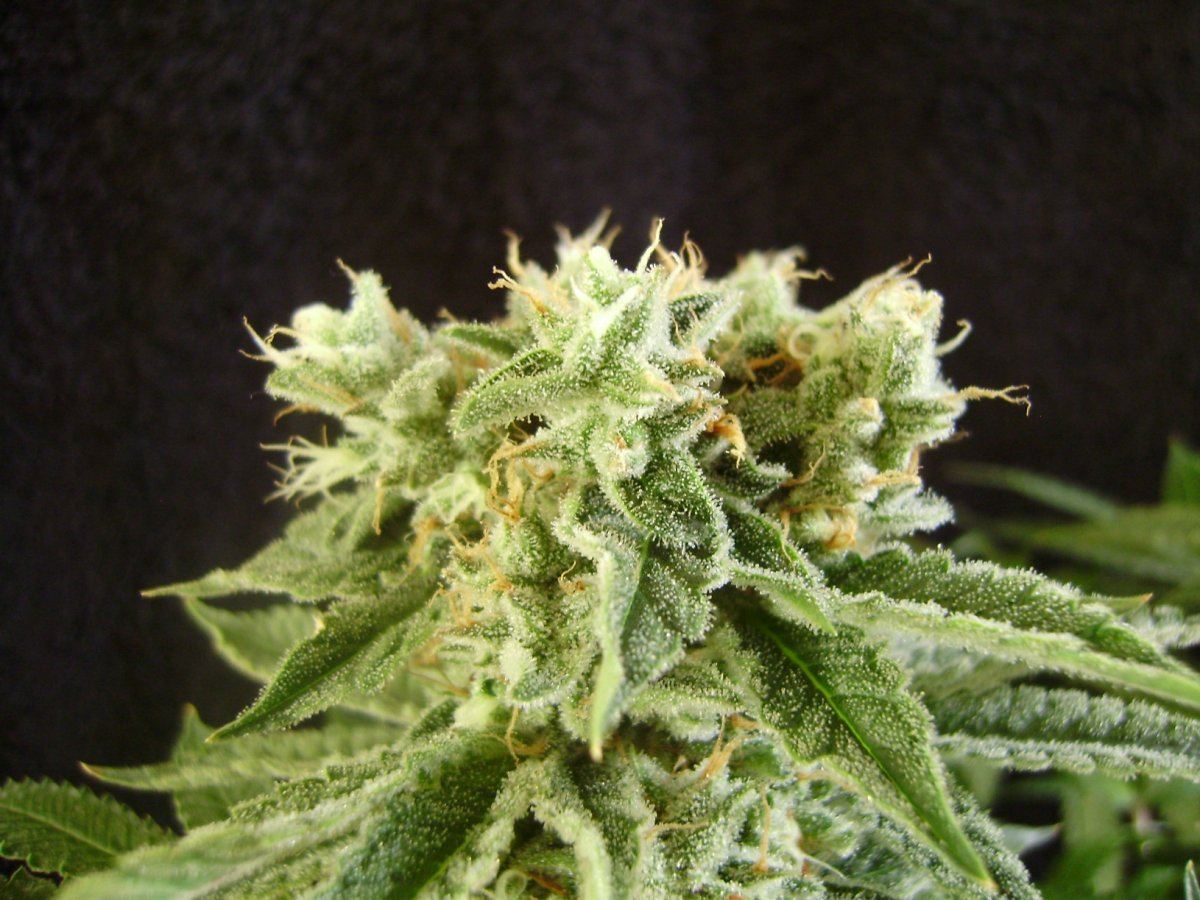 Whiteberry1