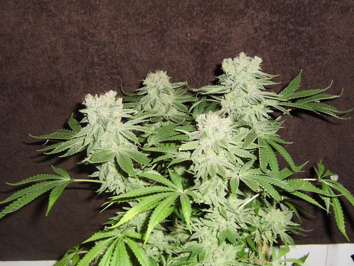 Whiteberry1