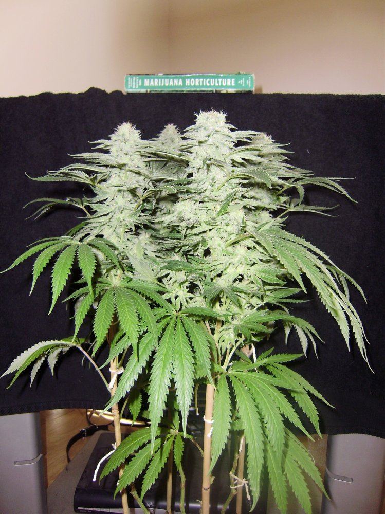 Whiteberry2
