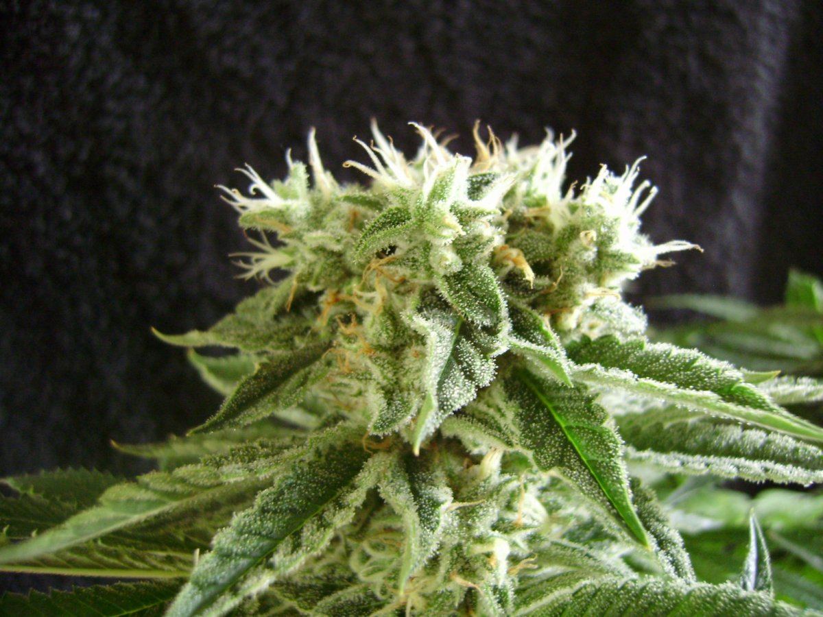 Whiteberry2