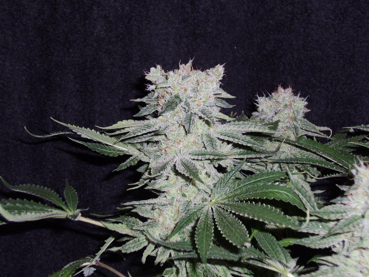 Whiteberry2