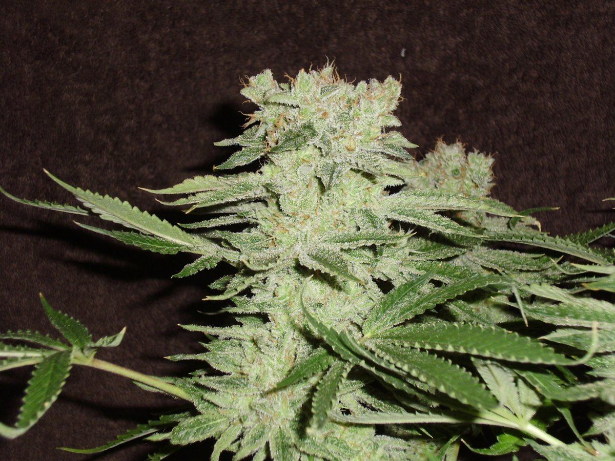 Whiteberry2