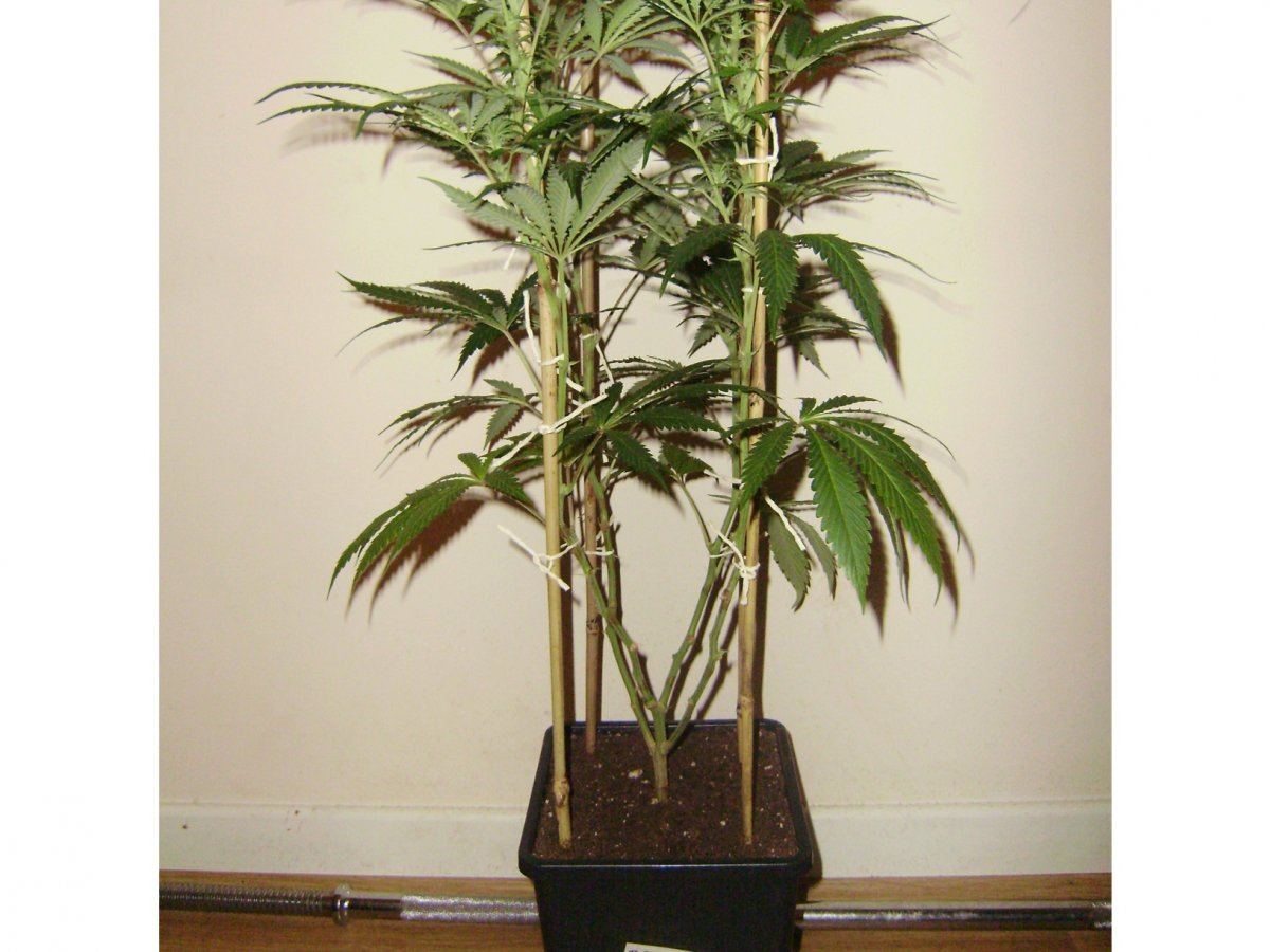 Whiteberry3