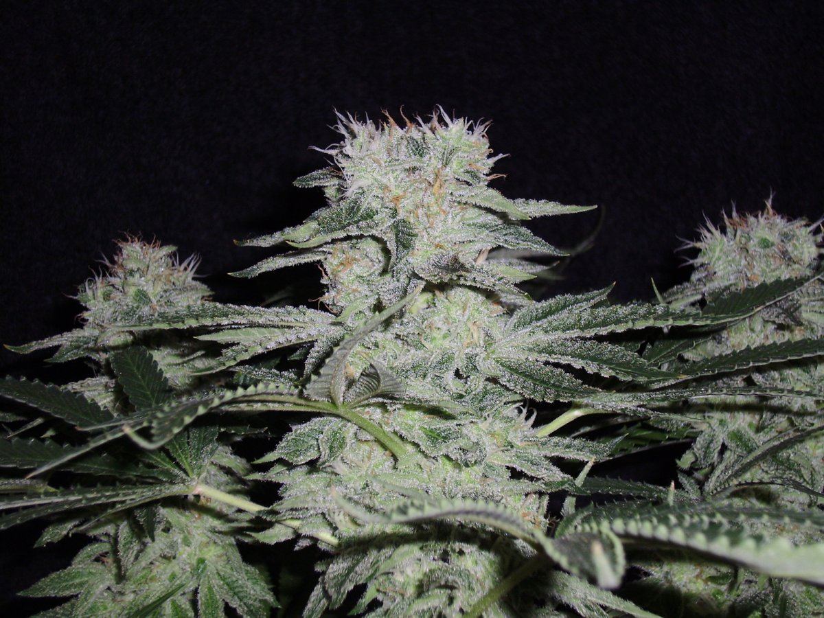 Whiteberry3