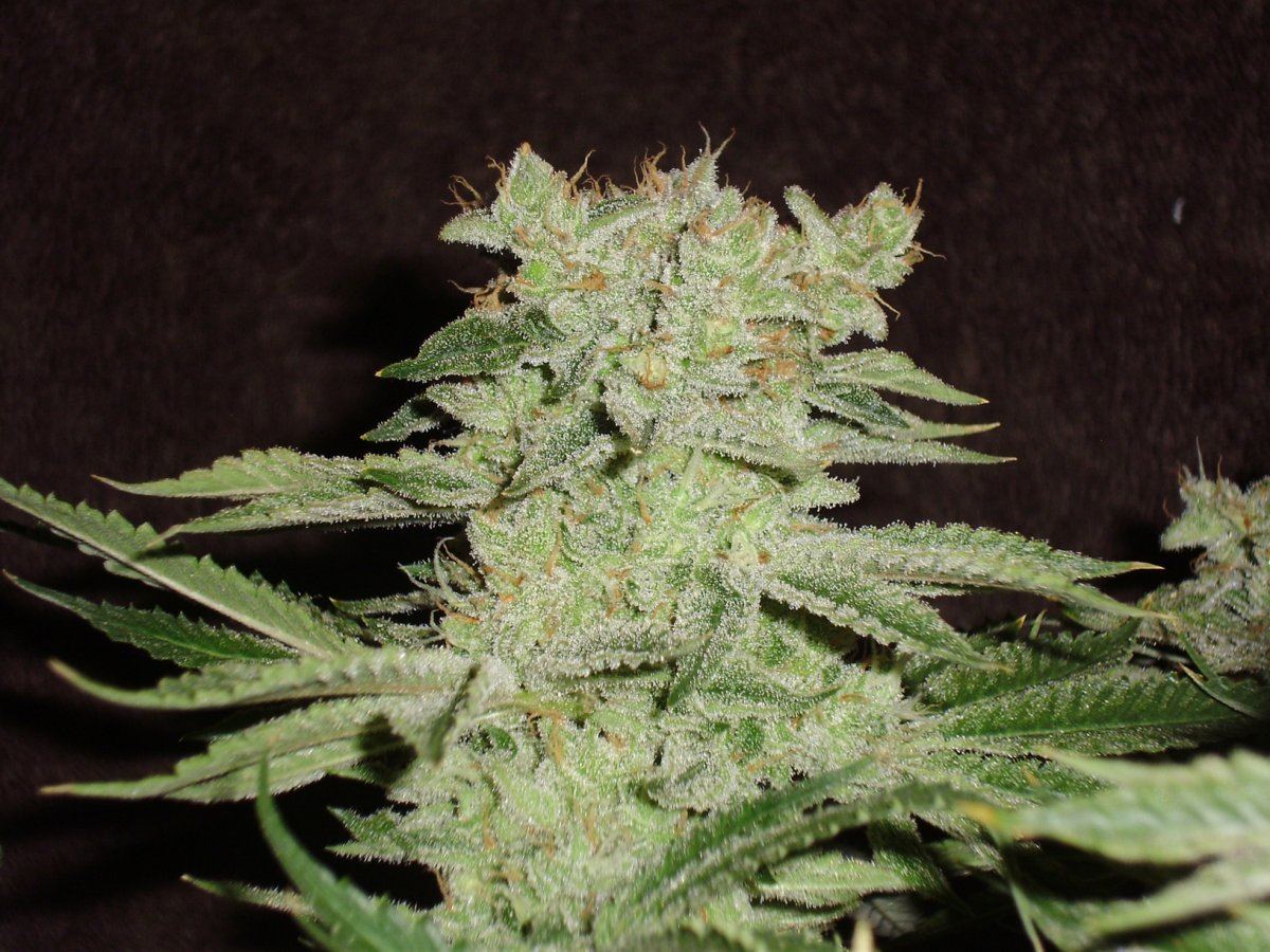 Whiteberry3
