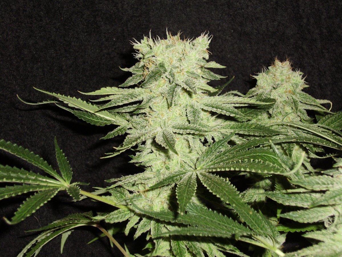 Whiteberry4