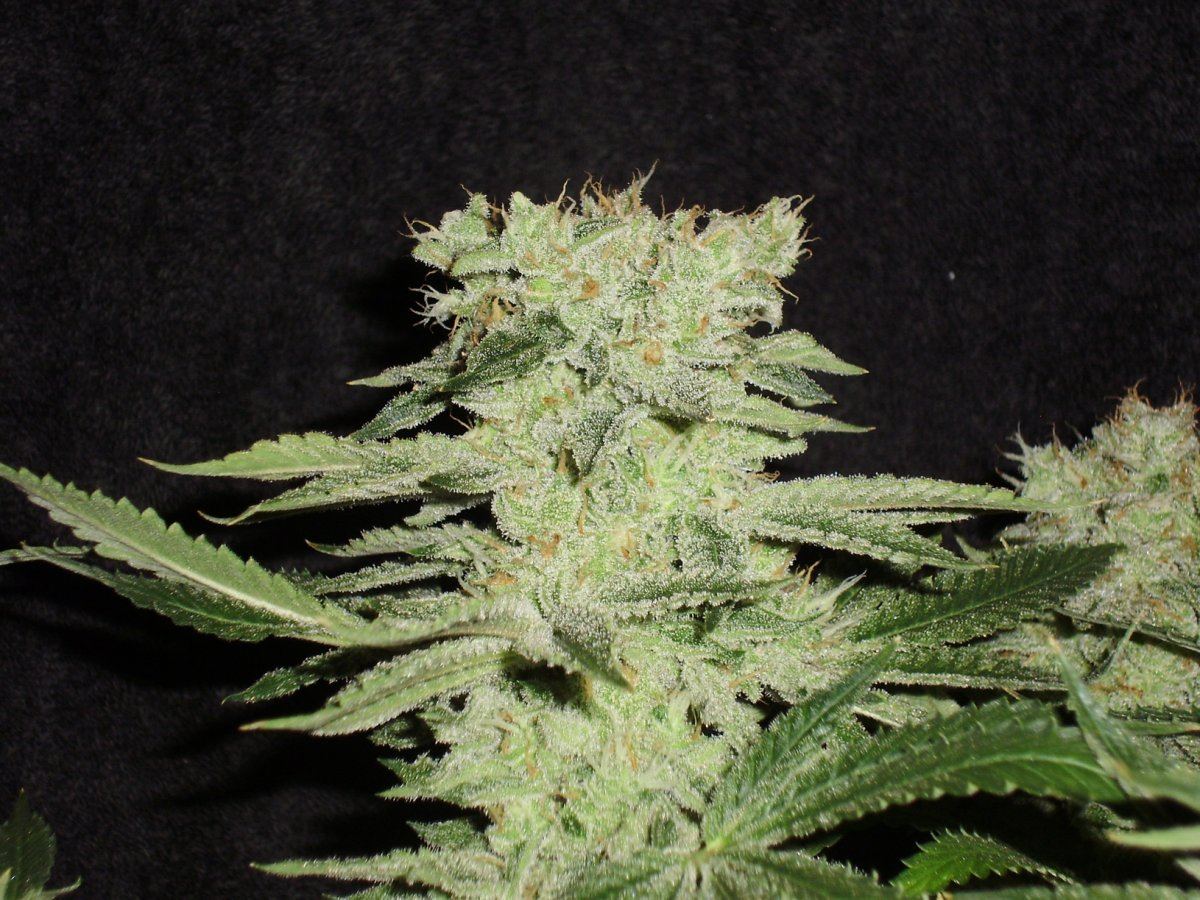 Whiteberry4