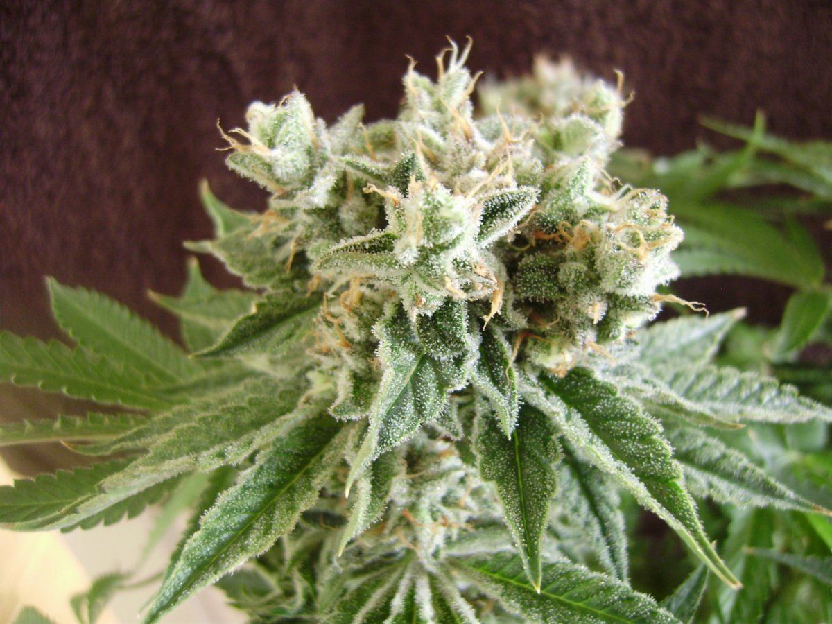 Whiteberry4
