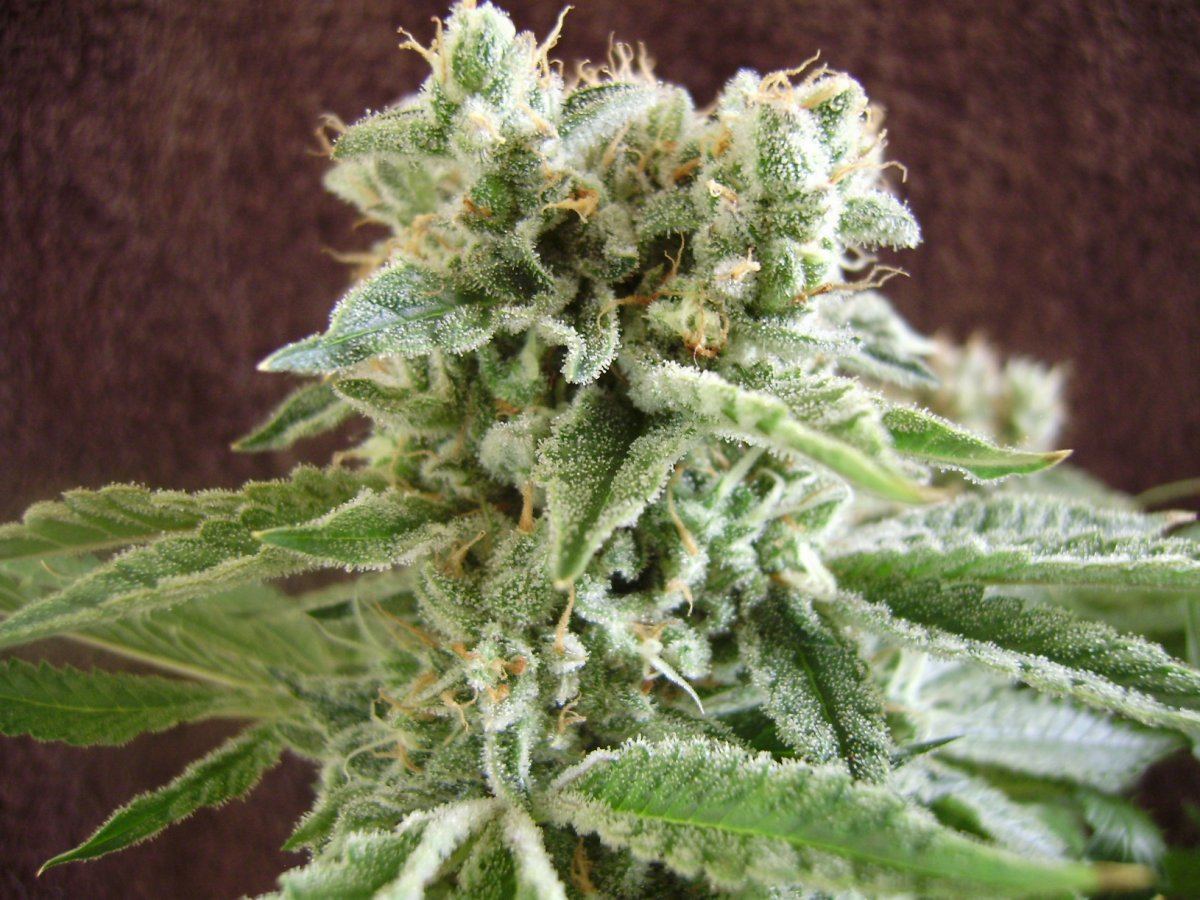 Whiteberry5