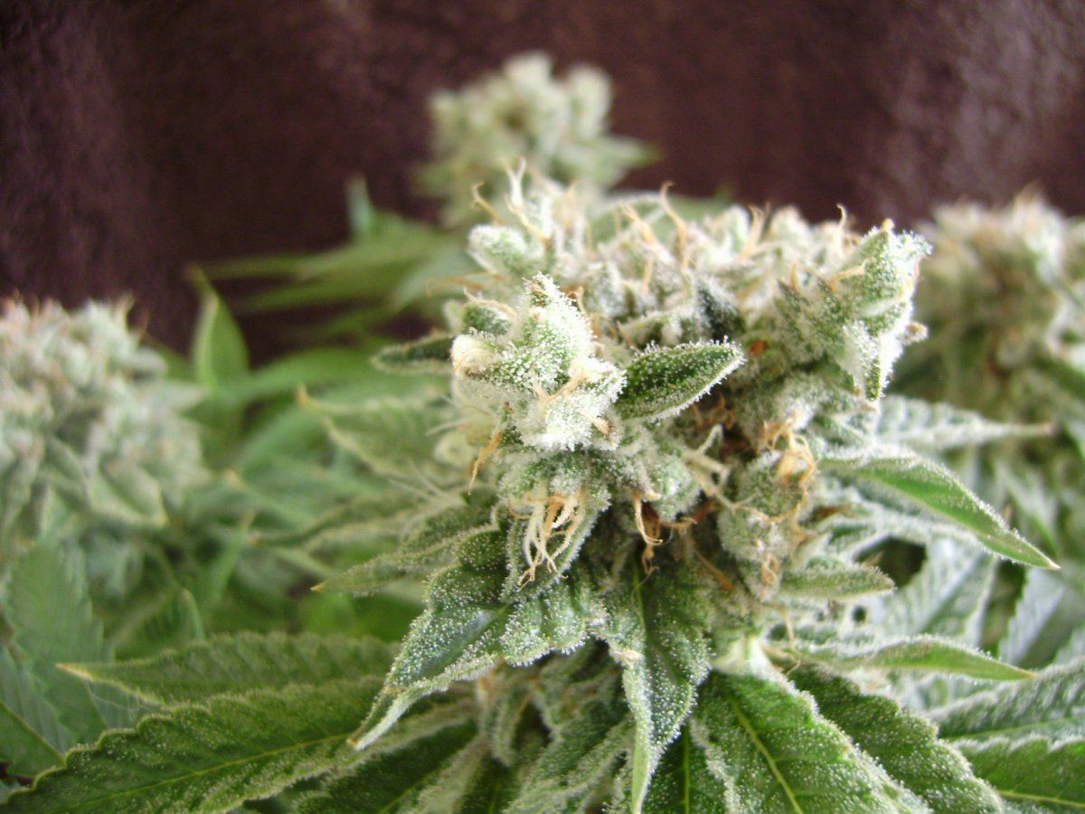 Whiteberry6