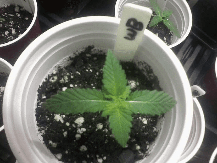 WhiteBlaze13days